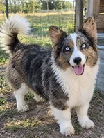Zsa Zsa, a female Cardigan Welsh Corgi and Pembroke Welsh Corgi for sale in Whitesboro, TX – 1 of 2