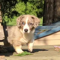 Sofie, a female Cardigan Welsh Corgi for sale in Whitesboro, TX – Photo 2 of 2
