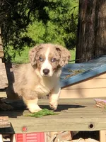 Sofie, a female Cardigan Welsh Corgi for sale in Whitesboro, TX – Photo 2 of 2