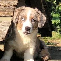 Sofie, a female Cardigan Welsh Corgi for sale in Whitesboro, TX – Photo 1 of 2