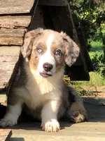 Sofie, a female Cardigan Welsh Corgi for sale in Whitesboro, TX – Photo 1 of 2