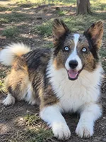 Zsa Zsa, a female Cardigan Welsh Corgi and Pembroke Welsh Corgi for sale in Whitesboro, TX – 2 of 2