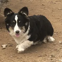 Woodrow ~ Tri Fluffy AKC Clear, a male Pembroke Welsh Corgi for sale in Whitesboro, TX – Photo 2 of 2