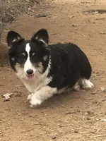 Woodrow ~ Tri Fluffy AKC Clear, a male Pembroke Welsh Corgi for sale in Whitesboro, TX – Photo 2 of 2