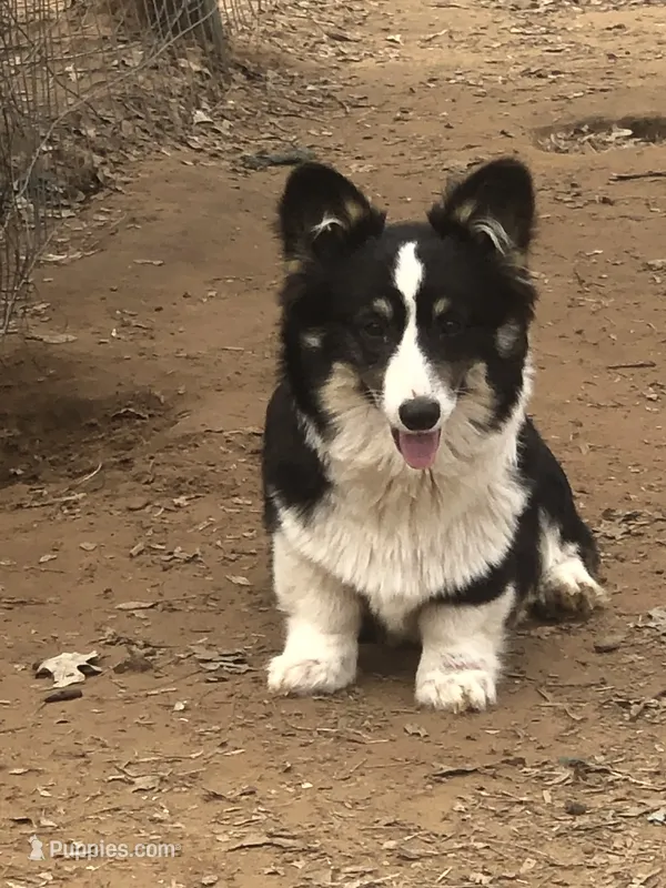 Woodrow ~ Tri Fluffy AKC Clear