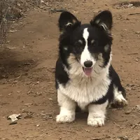 Woodrow ~ Tri Fluffy AKC Clear, a male Pembroke Welsh Corgi for sale in Whitesboro, TX – Photo 1 of 2