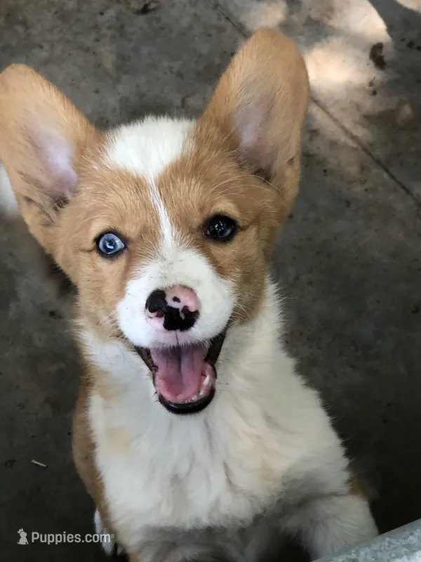 Annie the ORPHAN – Cardigan Welsh Corgi, Pembroke Welsh Corgi puppy for sale in Whitesboro, TX