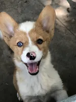 Annie the ORPHAN, a female Cardigan Welsh Corgi and Pembroke Welsh Corgi for sale in Whitesboro, TX – 1 of 2