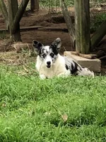 Zelda, a female Cardigan Welsh Corgi and Pembroke Welsh Corgi for sale in Whitesboro, TX – 5 of 6