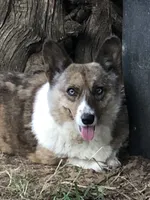 Brilee, a female Cardigan Welsh Corgi and Pembroke Welsh Corgi for sale in Whitesboro, TX – 3 of 5