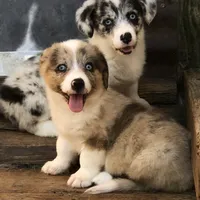 Zelda, a female Cardigan Welsh Corgi and Pembroke Welsh Corgi for sale in Whitesboro, TX – Photo 3 of 3