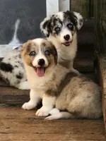 Zelda, a female Cardigan Welsh Corgi and Pembroke Welsh Corgi for sale in Whitesboro, TX – Photo 3 of 3