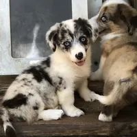 Zelda, a female Cardigan Welsh Corgi and Pembroke Welsh Corgi for sale in Whitesboro, TX – Photo 1 of 3