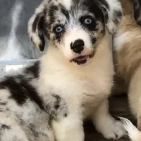 Zelda, a female Cardigan Welsh Corgi and Pembroke Welsh Corgi for sale in Whitesboro, TX – Photo 2 of 3