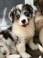 Zelda, a female Cardigan Welsh Corgi and Pembroke Welsh Corgi for sale in Whitesboro, TX – Photo 2 of 3