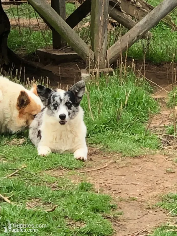 Zelda – Cardigan Welsh Corgi, Pembroke Welsh Corgi puppy for sale in Whitesboro, TX