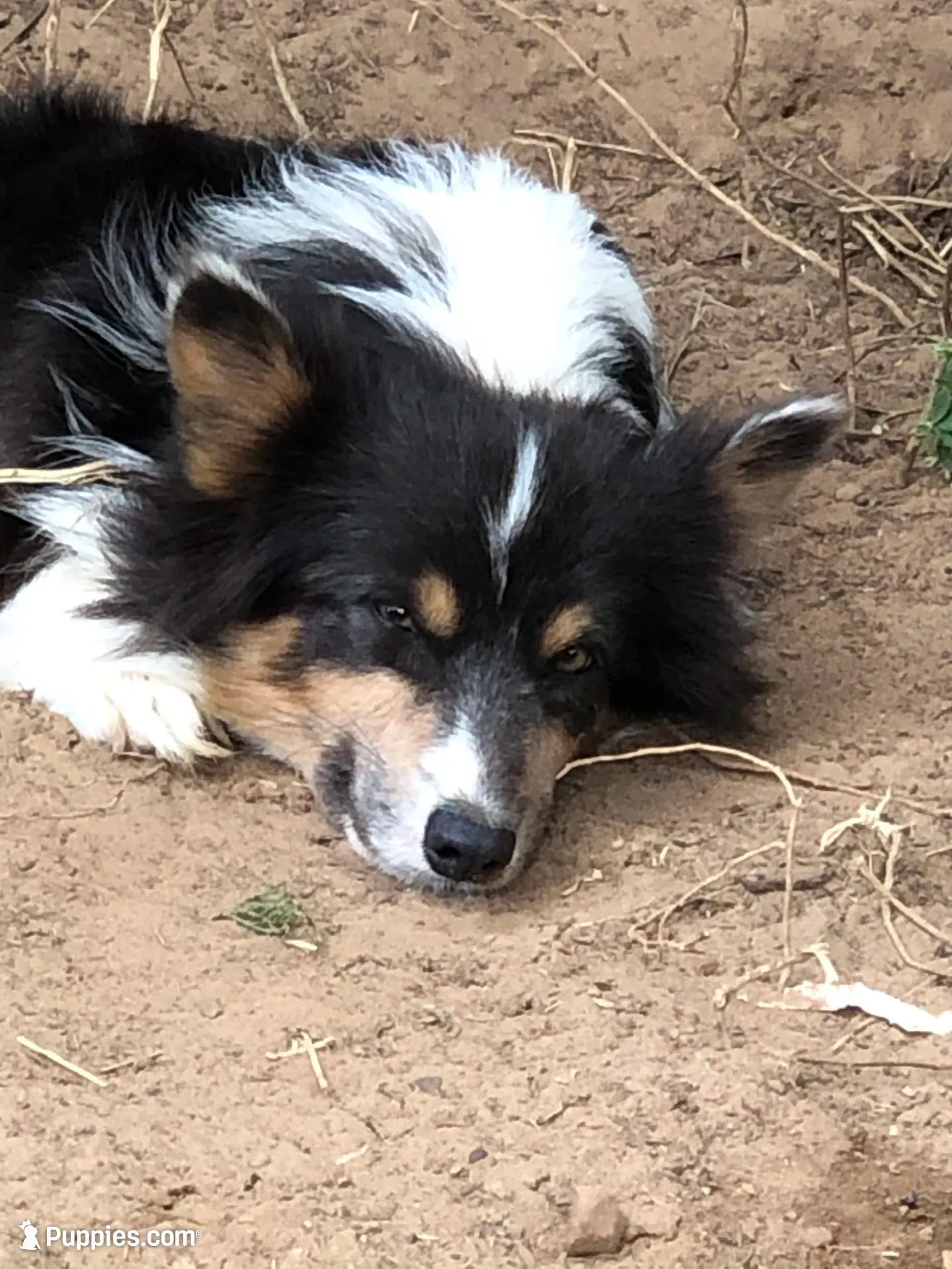 Boudreaux Bluie Fluffy, a male Pembroke Welsh Corgi for sale in Whitesboro, TX – 1 of 1