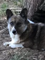 Brilee, a female Cardigan Welsh Corgi and Pembroke Welsh Corgi for sale in Whitesboro, TX – 4 of 5