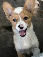 Annie the ORPHAN, a female Cardigan Welsh Corgi and Pembroke Welsh Corgi for sale in Whitesboro, TX – 2 of 2