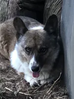 Brilee, a female Cardigan Welsh Corgi and Pembroke Welsh Corgi for sale in Whitesboro, TX – 1 of 5