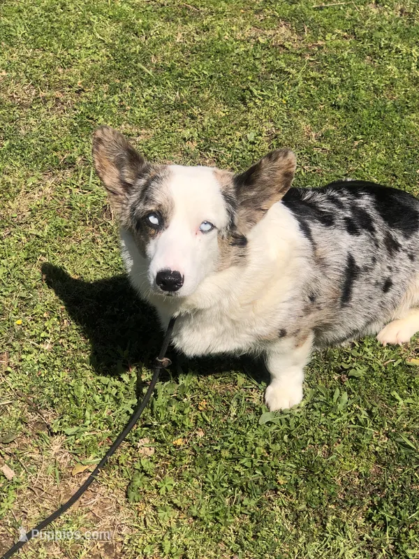 Rain - Blue Merle – Cardigan Welsh Corgi, Pembroke Welsh Corgi puppy for sale in Whitesboro, TX