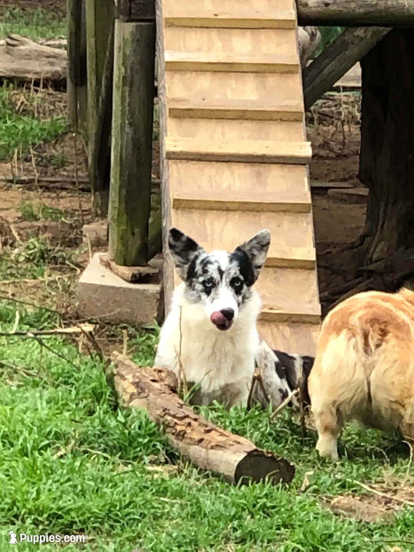 Zelda, a female Cardigan Welsh Corgi and Pembroke Welsh Corgi for sale in Whitesboro, TX – 3 of 6