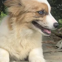 Fern ~ Brindle Merle Fluffy, a female Pembroke Welsh Corgi for sale in Whitesboro, TX – Photo 3 of 4