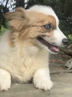 Fern ~ Brindle Merle Fluffy, a female Pembroke Welsh Corgi for sale in Whitesboro, TX – Photo 3 of 4