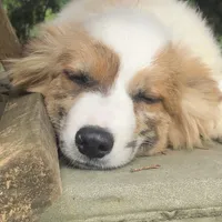 Fern ~ Brindle Merle Fluffy, a female Pembroke Welsh Corgi for sale in Whitesboro, TX – Photo 2 of 4