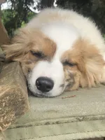 Fern ~ Brindle Merle Fluffy, a female Pembroke Welsh Corgi for sale in Whitesboro, TX – Photo 2 of 4