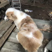 Fern ~ Brindle Merle Fluffy, a female Pembroke Welsh Corgi for sale in Whitesboro, TX – Photo 4 of 4