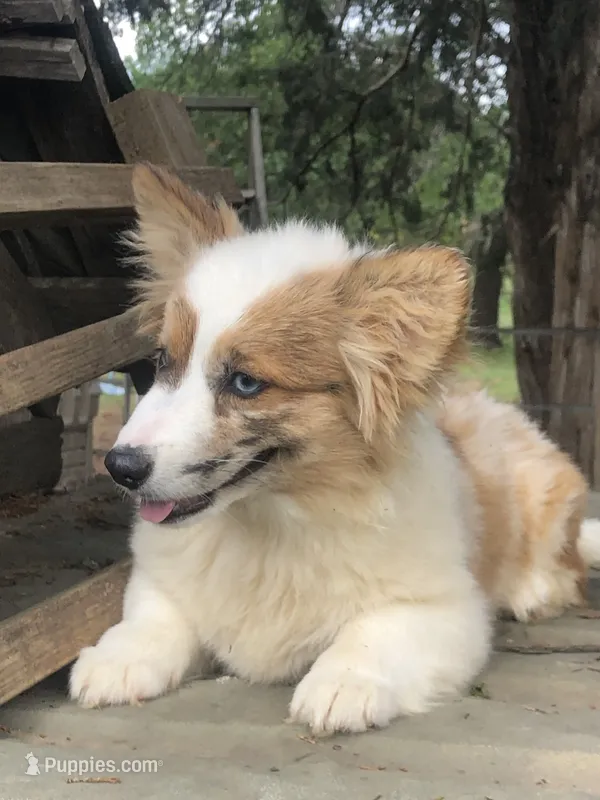 Fern ~ Brindle Merle Fluffy