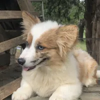 Fern ~ Brindle Merle Fluffy, a female Pembroke Welsh Corgi for sale in Whitesboro, TX – Photo 1 of 4
