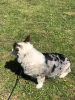 Rain - Blue Merle, a female Cardigan Welsh Corgi and Pembroke Welsh Corgi for sale in Whitesboro, TX – 2 of 2