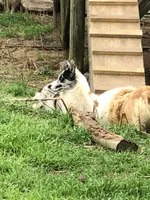 Zelda, a female Cardigan Welsh Corgi and Pembroke Welsh Corgi for sale in Whitesboro, TX – 4 of 6