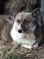 Brilee, a female Cardigan Welsh Corgi and Pembroke Welsh Corgi for sale in Whitesboro, TX – 5 of 5