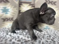 Bob, a male French Bulldog for sale in Houston, TX – 2 of 9