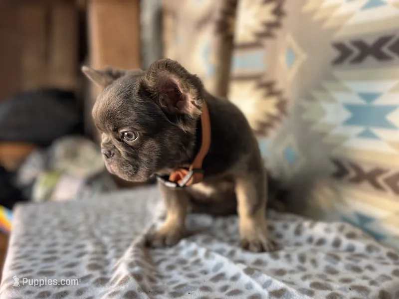 Betty – French Bulldog puppy for sale in Houston, TX
