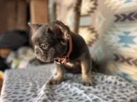 Betty, a female French Bulldog for sale in Houston, TX – 2 of 10
