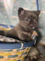 Cathy, a female French Bulldog for sale in Houston, TX – Photo 1 of 5