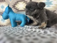 Cathy, a female French Bulldog for sale in Houston, TX – Photo 5 of 10