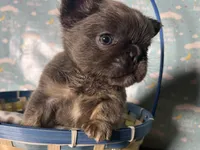 Cathy, a female French Bulldog for sale in Houston, TX – Photo 3 of 5