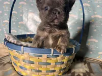 Cathy, a female French Bulldog for sale in Houston, TX – Photo 5 of 5