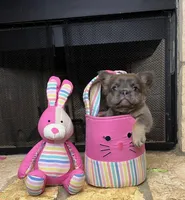 Cathy, a female French Bulldog for sale in Houston, TX – Photo 6 of 10