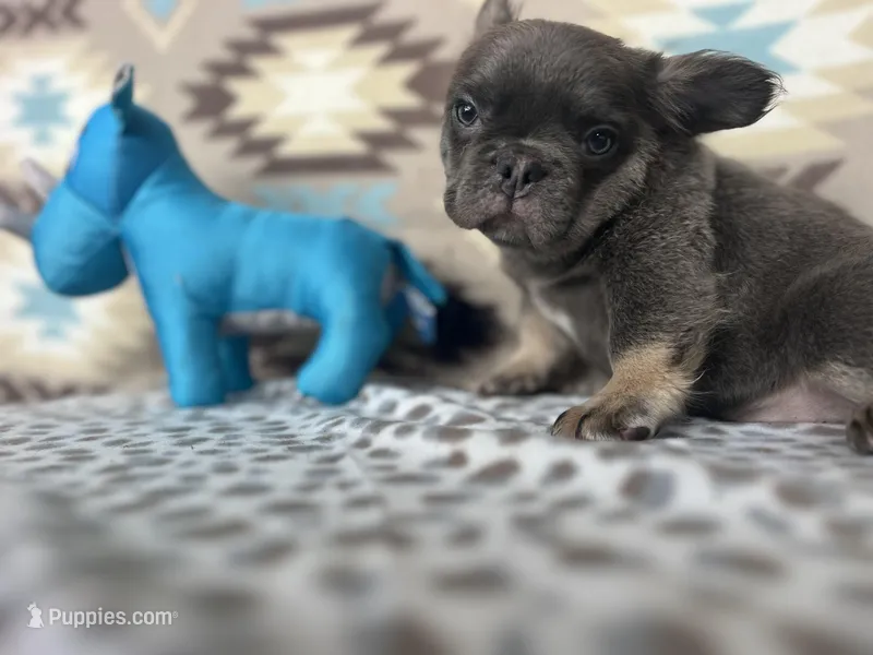 Cathy – French Bulldog puppy for sale in Houston, TX