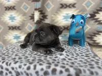 Butch, a male French Bulldog for sale in Houston, TX – Photo 9 of 9