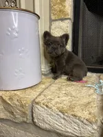 Butch, a male French Bulldog for sale in Houston, TX – Photo 2 of 9