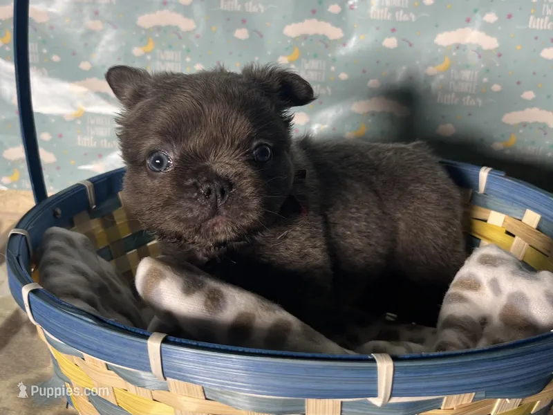 Butch – French Bulldog puppy for sale in Houston, TX