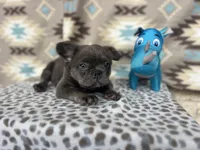 Butch, a male French Bulldog for sale in Houston, TX – Photo 5 of 9