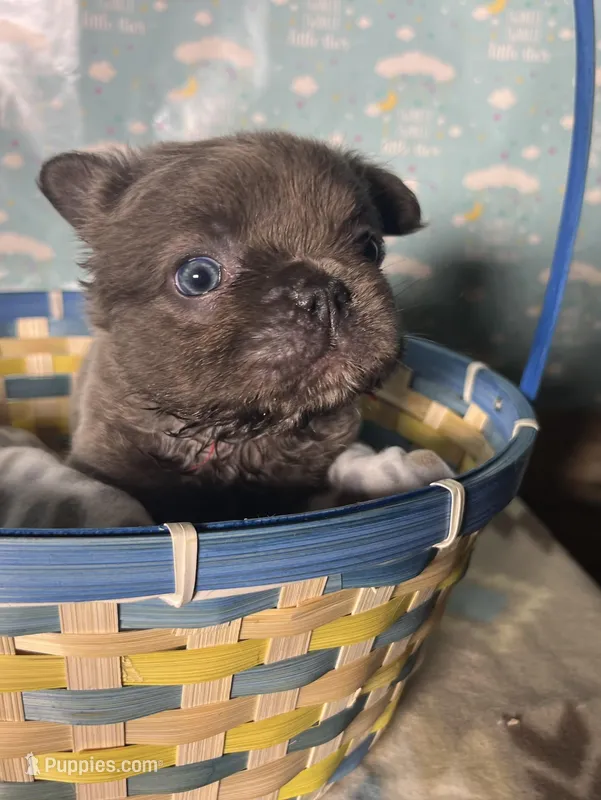 Butch – French Bulldog puppy for sale in Houston, TX